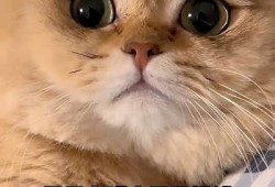 猫咪抖阴精彩集锦，萌宠绝对不容错过！