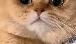 猫咪抖阴精彩集锦，萌宠绝对不容错过！