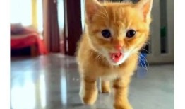 如何在抖音上找到可爱猫咪视频？完整指南分享