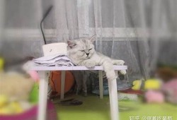 小花猫抖阴日常：可爱萌宠的趣味瞬间分享