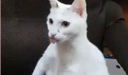 最新猫咪快猫抖阴二维码分享，快来获取吧！