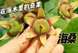 海角香蕉抖阴：探索热带水果的独有魅力与健康价值