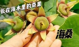 海角香蕉抖阴：探索热带水果的独有魅力与健康价值