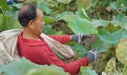 湖南常宁松阴镇周满胶精彩抖音短视频合集，展现无与伦比魅力！