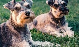 猫咪抖阴趣味合集：萌宠搞笑瞬间大盘点