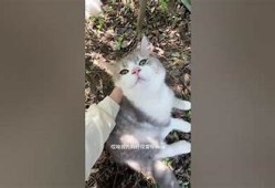 快猫抖阴是什么？深入解析这一流行词汇的真实含义