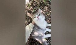 快猫抖阴是什么？深入解析这一流行词汇的真实含义