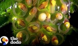 探秘抖阴蝌蚪网：全方位解析其功能与使用体验