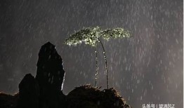 夜雨下的抖阴聆风旅：品味无与伦比的城市夜景与心灵感悟