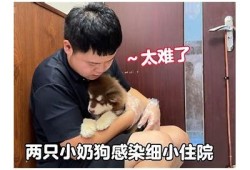 小奶狗app抖阴：探索你的社交新世界