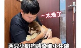 小奶狗app抖阴：探索你的社交新世界