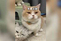 猫咪抖阴的可爱瞬间，揭秘为什么猫咪会如此行为！