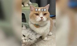猫咪抖阴的可爱瞬间，揭秘为什么猫咪会如此行为！