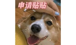 柯基在抖音：搞笑宠物瞬间合集，萌态百出！