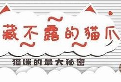 探索抖阴猫咪的最佳寻找地点与技巧分享