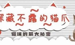 探索抖阴猫咪的最佳寻找地点与技巧分享
