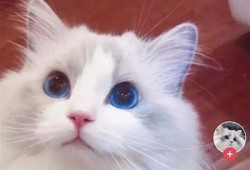 抖阴后猫咪的搞笑日常：萌态尽显！