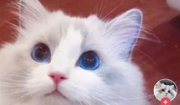 抖阴后猫咪的搞笑日常：萌态尽显！
