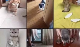 邵先森分享抖阴猫咪乐趣，带你了解猫咪的无与伦比魅力与趣事