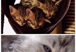 猫咪的秘密藏身之处大揭秘，快来看看它们在哪里躲藏！