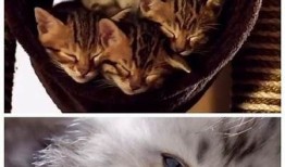 猫咪的秘密藏身之处大揭秘，快来看看它们在哪里躲藏！