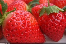 抖阴红草莓：探索新鲜趣味与健康生活方式的完美结合