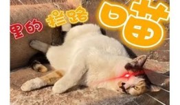快猫抖阴是什么？深入揭秘其外观和功能特点解析