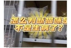 解析抖阴猫咪快猫病症及其治疗方法，助您照护爱猫健康