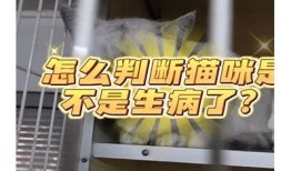 解析抖阴猫咪快猫病症及其治疗方法，助您照护爱猫健康
