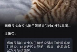 揭秘猫咪的抖阴行为，了解它们的习性与心理
