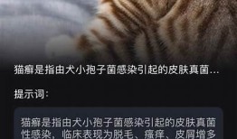 揭秘猫咪的抖阴行为，了解它们的习性与心理