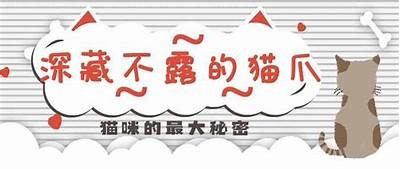 探索抖阴猫咪的最佳寻找地点与技巧分享