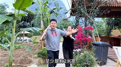探索大自然魅力：抖阴野花视频带你领略绚丽花海