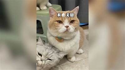 猫咪抖阴的可爱瞬间，揭秘为什么猫咪会如此行为！