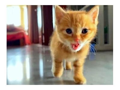 如何在抖音上找到可爱猫咪视频？完整指南分享