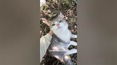 快猫抖阴是什么？深入解析这一流行词汇的真实含义