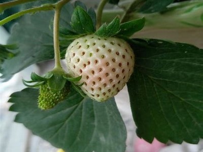 “红草莓的魅力：抖音短视频中的新晋网红”