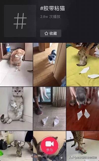 邵先森分享抖阴猫咪乐趣，带你了解猫咪的无与伦比魅力与趣事