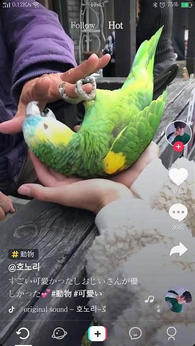 台湾抖音版最新地址分享，助你畅游短视频新世界