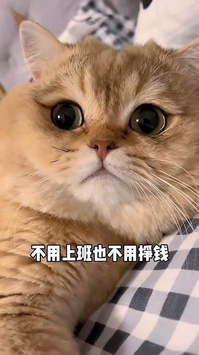 猫咪抖阴精彩集锦，萌宠绝对不容错过！