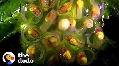 探秘抖阴蝌蚪网：全方位解析其功能与使用体验