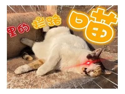 快猫抖阴是什么？深入揭秘其外观和功能特点解析