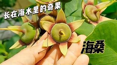 海角香蕉抖阴：探索热带水果的无与伦比魅力与健康价值