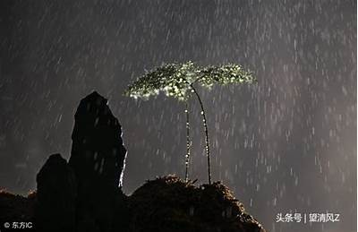 夜雨下的抖阴聆风旅：品味独有的城市夜景与心灵感悟