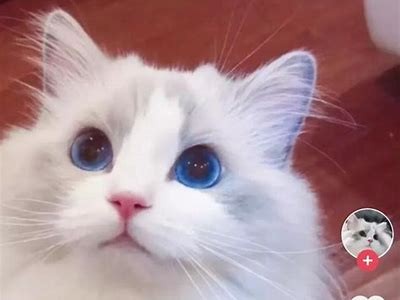 抖阴后猫咪的搞笑日常：萌态尽显！
