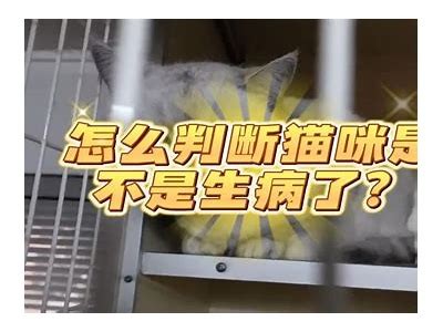 解析抖阴猫咪快猫病症及其治疗方法,助您照护爱猫健康