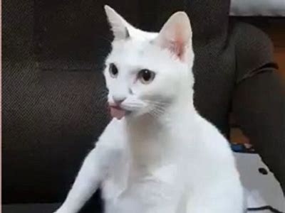 最新猫咪快猫抖阴二维码分享，快来获取吧！
